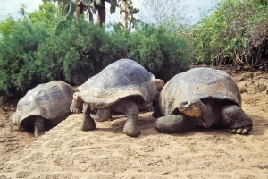 Charles Darwin Research Station galapagos-islands