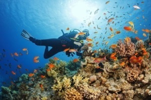 Snorkeling and Diving in the Barrier Reef Turks Caicos