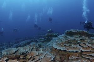 Snorkeling in Tahiti Iti tahiti
