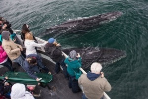 Whale Watching and Eco-Tours Turks Caicos