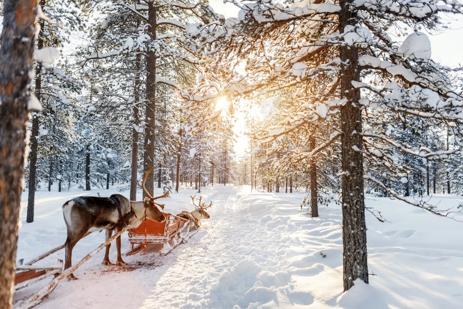 snowy forests of Lapland, Finland