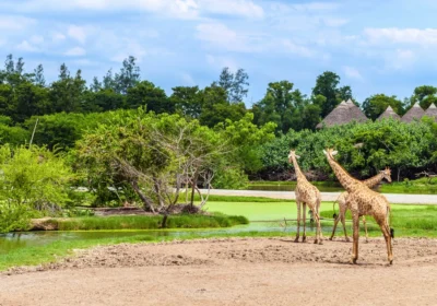 wildlife park in Thailand