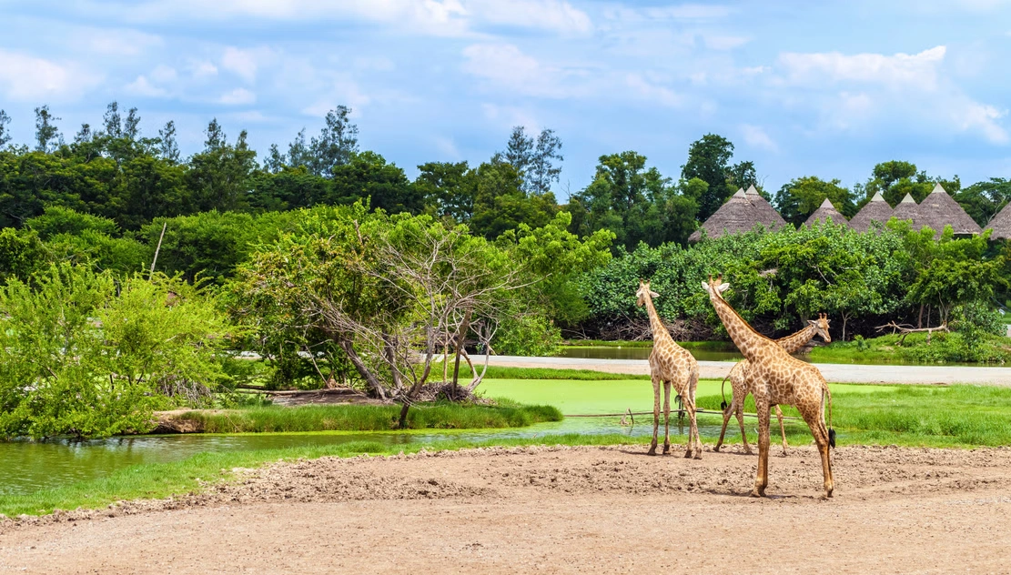 wildlife park in Thailand